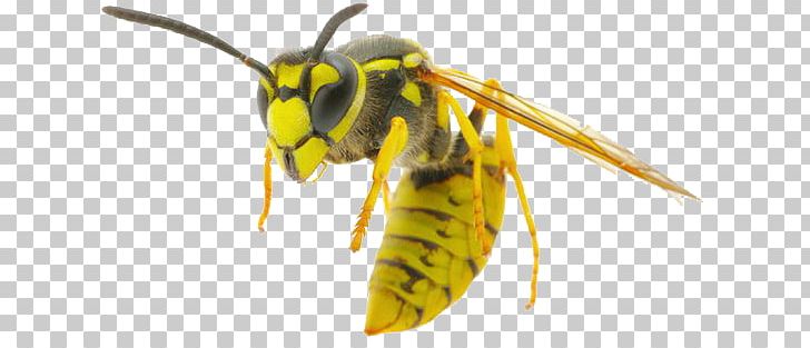 Bee Insect European Hornet Vespula Germanica Wasp PNG, Clipart, Arthropod, Bee, Common Wasp, European Hornet, Honey Bee Free PNG Download