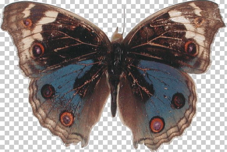 Brush-footed Butterflies Butterfly Gossamer-winged Butterflies Moth Junonia Atlites PNG, Clipart, Arthropod, Asian Palmyra Palm, Blue, Brush Footed Butterfly, Buckeyes Free PNG Download