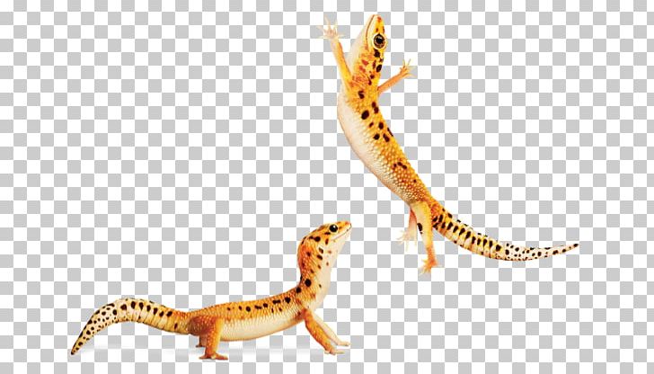 Gecko Newt Terrestrial Animal Fauna PNG, Clipart, Agama, Amphibian, Animal, Animal Figure, Fauna Free PNG Download
