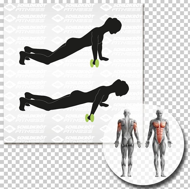 Human Body Anatomy Muscle Abdominal Exercise PNG, Clipart, Abdomen, Abdominal Exercise, Anatomy, Arm, Exercise Free PNG Download