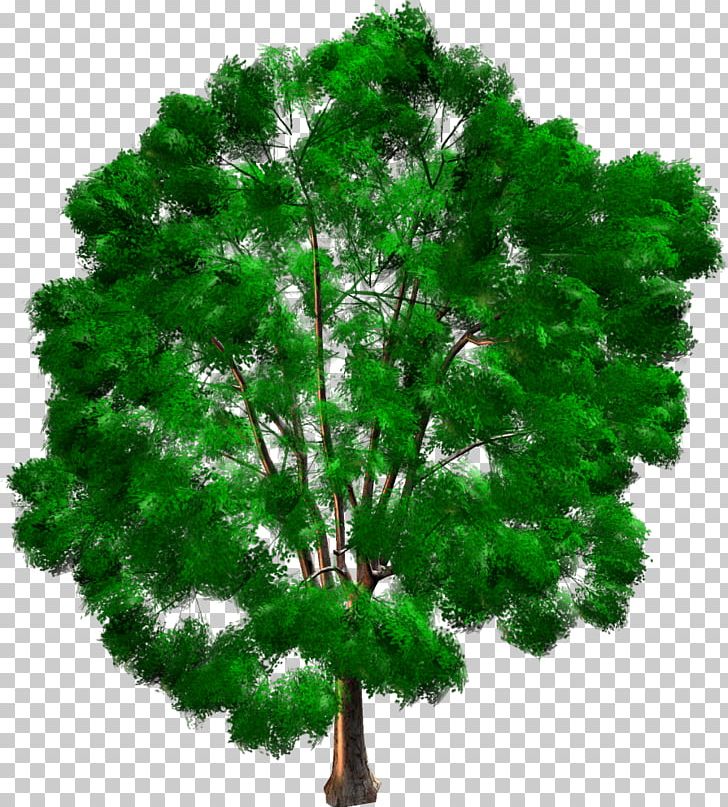 Tree Woody Plant Pine Evergreen Conifers PNG, Clipart, Branch, Conifer, Conifers, Evergreen, Family Free PNG Download