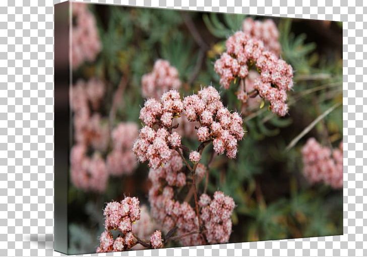 Eriogonum Arborescens California Buckwheat Gallery Wrap Canvas Flower PNG, Clipart, Art, Buckwheat, Canvas, Flora, Flower Free PNG Download
