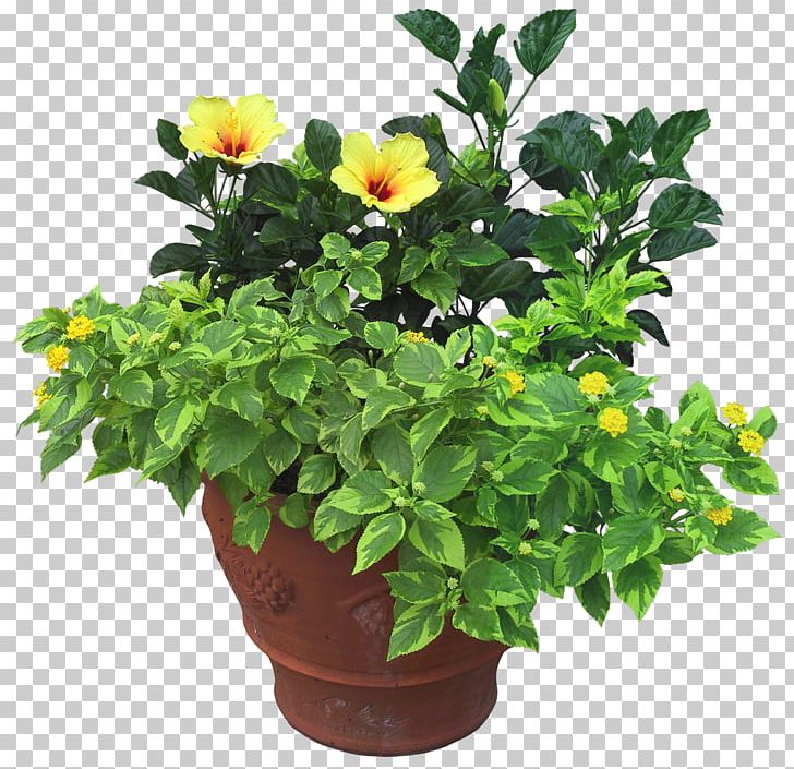 Grow Light Light-emitting Diode Full-spectrum Light Lighting PNG, Clipart, Annual Plant, Cay, Flower, Flower Garden, Flowering Plant Free PNG Download