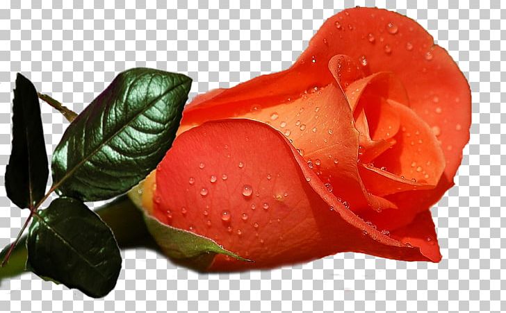 Rose Desktop Flower Display Resolution High-definition Television PNG,  Clipart, 1080p, Desktop Wallpaper, Display Resolution, Flower,