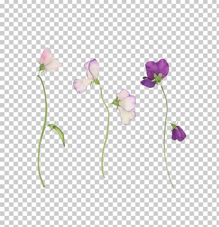 Sweet Pea Flower Tattoo Botanical Illustration PNG, Clipart, Art, Birth  Flower, Botanical Illustration, Botany, Color Free