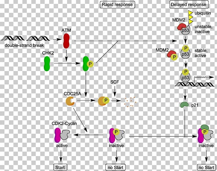 ATM Serine/threonine Kinase Ataxia-telangiectasia P53 Cell Cycle Checkpoint Mdm2 PNG, Clipart, Ataxiatelangiectasia, Atm, Atm Serinethreonine Kinase, Brand, Cancer Free PNG Download