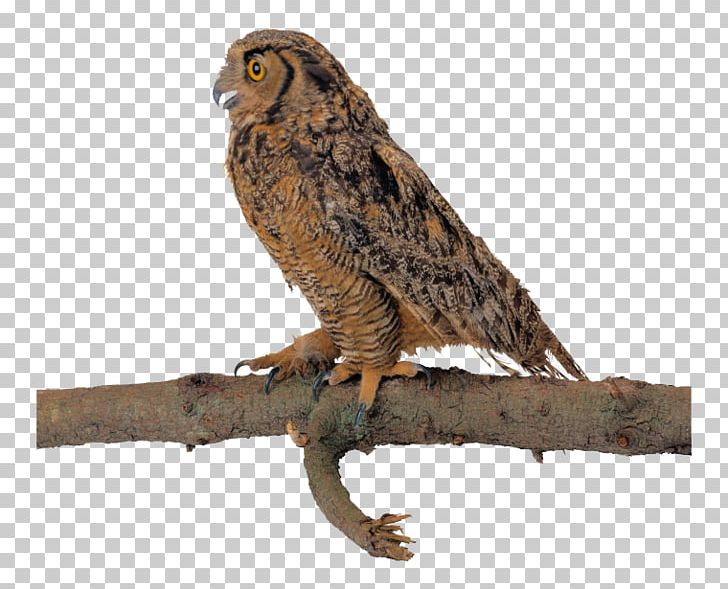 Owl Bird Flight PNG, Clipart, Animal, Animals, Beak, Biologic, Bird Free PNG Download