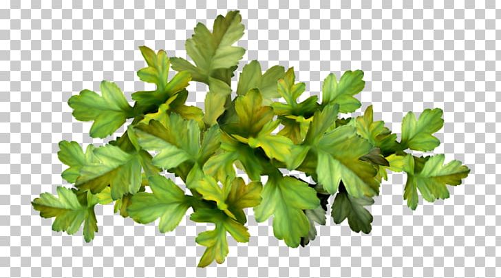 Parsley Vegetable Marjoram Herb PNG, Clipart, Aromatherapy, Coriander, Deepintheforest, Food Drinks, Green Free PNG Download