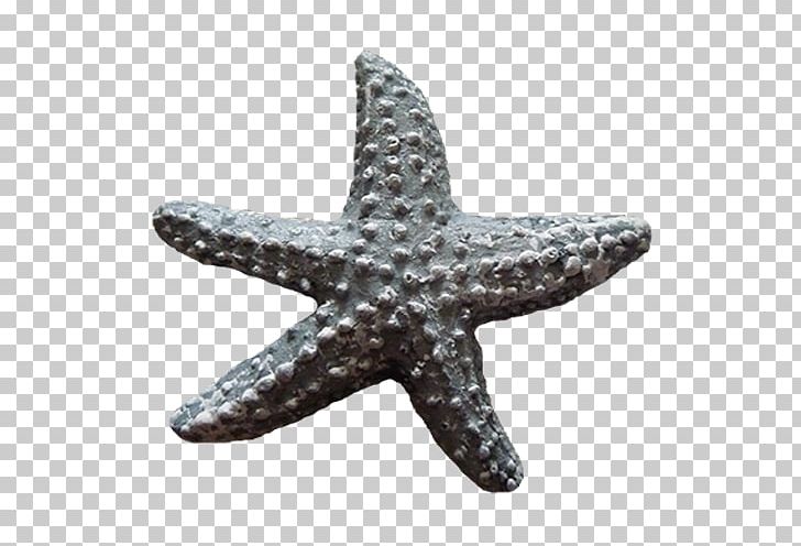 Starfish Sea PNG, Clipart, Animal, Animals, Beautiful Starfish, Cartoon Starfish, Echinoderm Free PNG Download