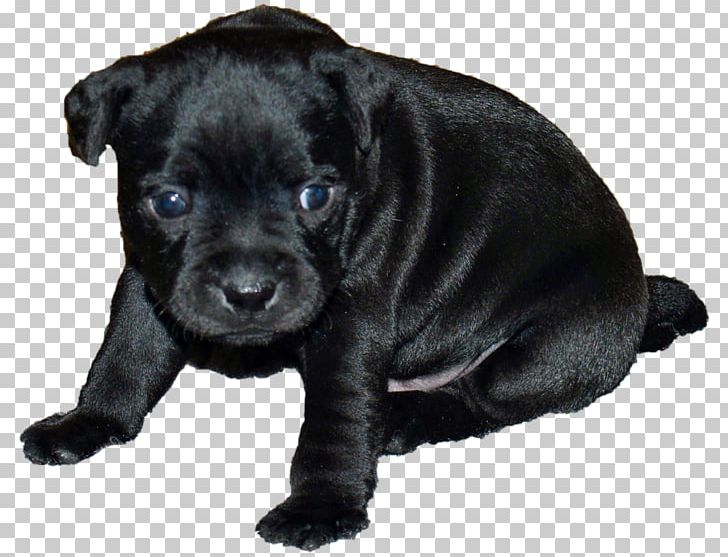 Dog Breed Patterdale Terrier Staffordshire Bull Terrier Puppy PNG, Clipart, American Staffordshire Terrier, Animals, Black Forest, Breed, Bull Free PNG Download