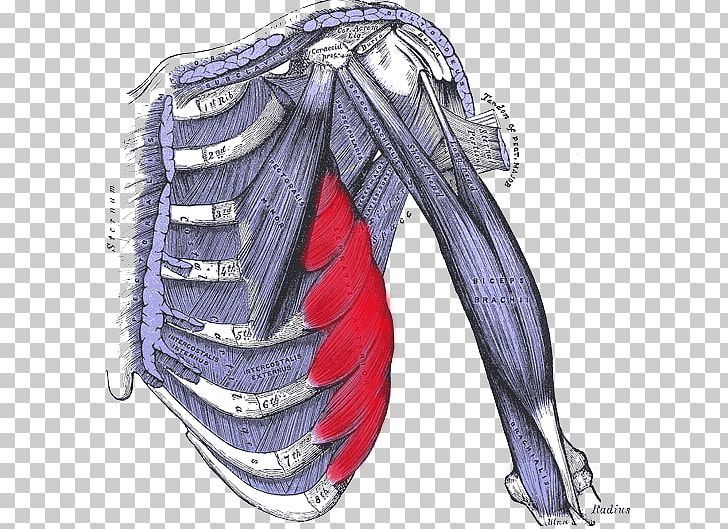 External Intercostal Muscles Internal Intercostal Muscles Intercostal Nerves Abdominal External Oblique Muscle PNG, Clipart, Abdominal Internal Oblique Muscle, Anatomy, Arm, Costume Design, Fictional Character Free PNG Download