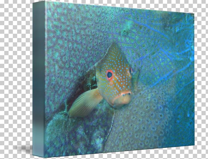 Fish Marine Biology Fauna Turquoise PNG, Clipart, Animals, Aqua, Biology, Fauna, Fish Free PNG Download