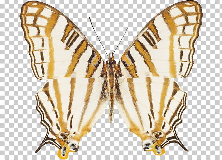 Monarch Butterfly Painting Art Lycaenidae Pieridae PNG, Clipart, Art, Arthropod, Beauty, Bombycidae, Brush Footed Butterfly Free PNG Download