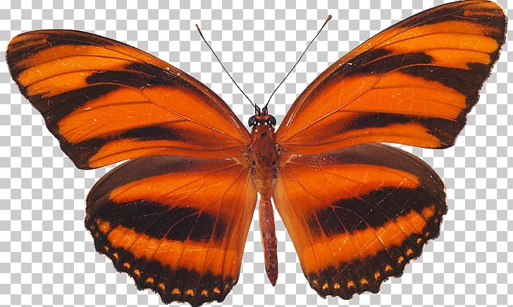 Monarch Butterfly Pieridae Moth Gossamer-winged Butterflies PNG, Clipart, Arthropod, Birdwing, Brush Footed Butterfly, Butterflies And Moths, Butterfly Free PNG Download
