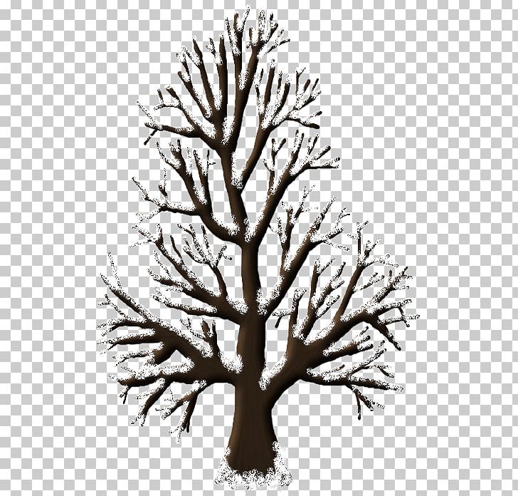 Woody Plant Tree Monochrome Photography PNG, Clipart, Black And White, Branch, Leaf, Monochrome, Monochrome Photography Free PNG Download