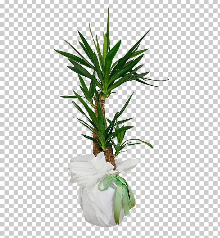 Arecaceae Flowerpot Houseplant Leaf Evergreen PNG, Clipart, Arecaceae, Arecales, Evergreen, Flower, Flowerpot Free PNG Download