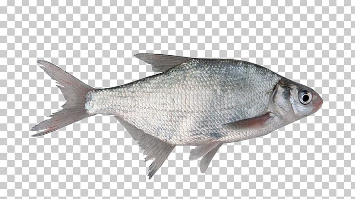 Fish As Food Milkfish Organism Freshwater Fish PNG, Clipart, Animal, Animals, Animal Source Foods, Download, Endocrine Disruptor Free PNG Download