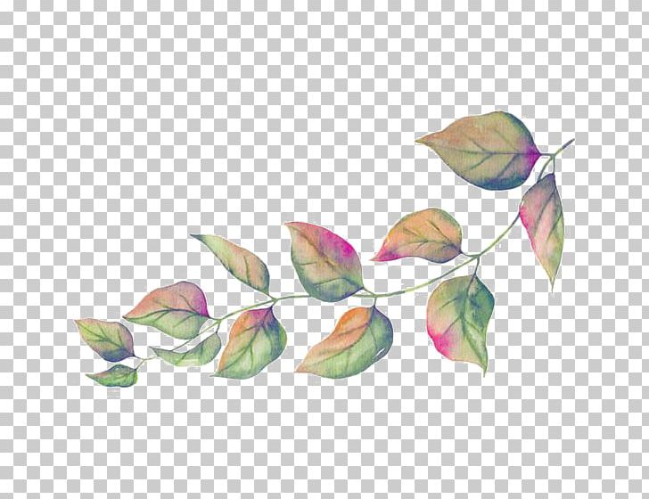 Leaf Illustration PNG, Clipart, Autumn Leaves, Blades, Branch, Doodle, Drawing Free PNG Download