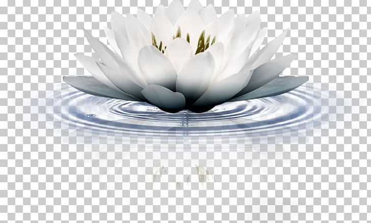 水墨 Sacred Lotus Portable Network Graphics Adobe Photoshop PNG, Clipart, Color, Computer Wallpaper, Cup, Flower, Ink Wash Painting Free PNG Download