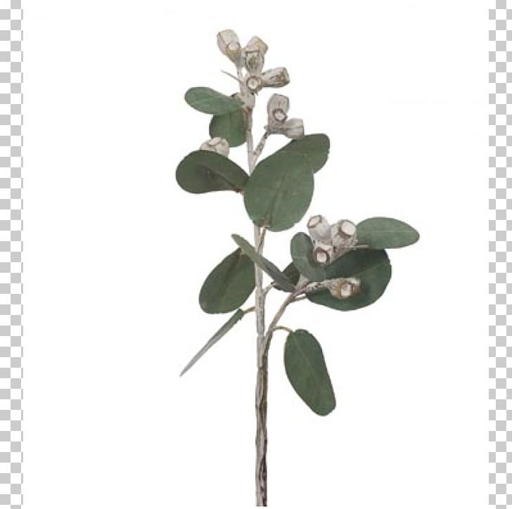 Gum Trees Eucalyptus × Tetragona Plant Stem Green PNG, Clipart, Branch, Floral Stem, Flower, Food Drinks, Fruit Free PNG Download
