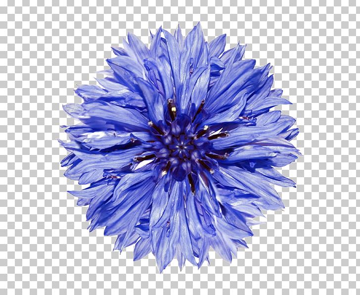 Cornflower PNG, Clipart, Aster, Blue, Chrysanths, Clip Art, Cobalt Blue Free PNG Download