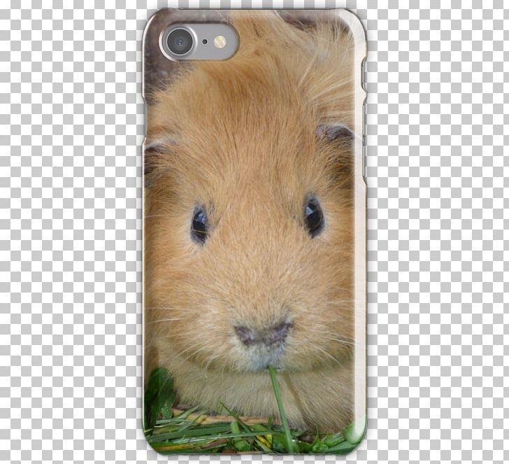 Guinea Pig Gerbil Whiskers Snout PNG, Clipart, Animals, Fauna, Gerbil, Guinea, Guinea Pig Free PNG Download