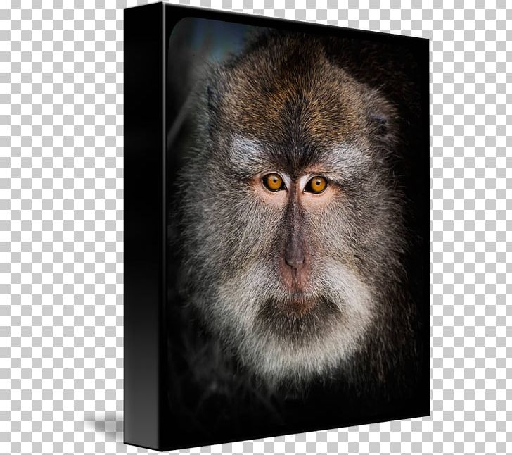 Macaque Old World Cercopithecidae Whiskers Fur PNG, Clipart, Balinese Art, Cercopithecidae, Fauna, Fur, Macaque Free PNG Download