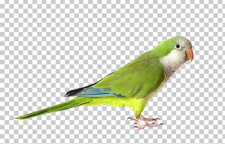 Monk Parakeet Parrot Bird Cockatiel Pin Feather PNG, Clipart, Animals, Beak, Bird, Cockatiel, Common Pet Parakeet Free PNG Download