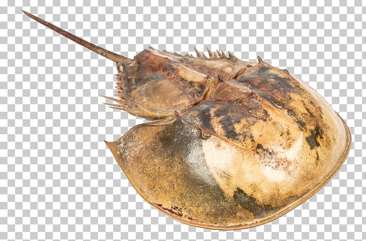 Atlantic Horseshoe Crab Seashell Pentaster Obtusatus Atrina Vexillum PNG, Clipart, Animal Source Foods, Atlantic Horseshoe Crab, Bivalvia, Decapoda, Gastropods Free PNG Download