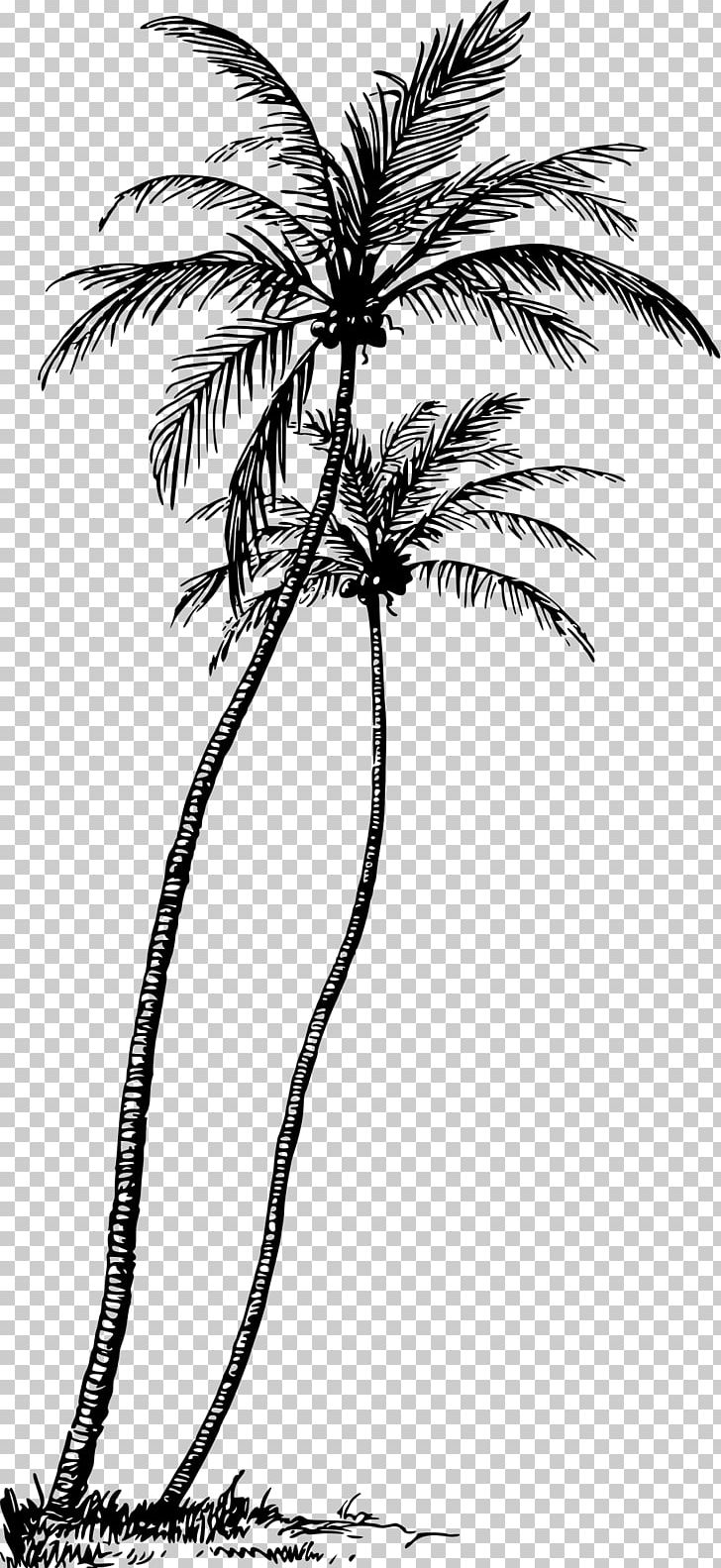 Arecaceae Tree Coconut Plant PNG, Clipart, Arecales, Art, Artwork, Asian Palmyra Palm, Black And White Free PNG Download