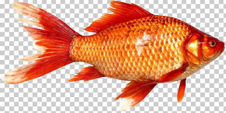 Goldfish Prussian Carp Fish As Food PNG, Clipart, Animal, Animals, Bass, Bony Fish, Carp Free PNG Download