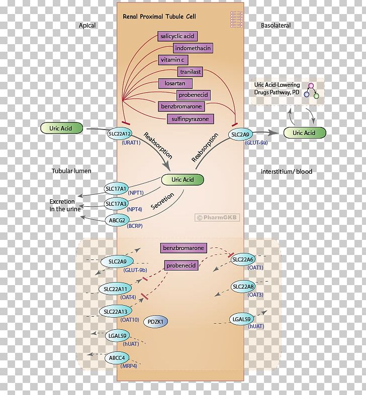 Probenecid Uric Acid Uricosuric Arthritis Kidney PNG, Clipart, Angiotensin 17, Arthritis, Benzbromarone, Diagram, Excretion Free PNG Download