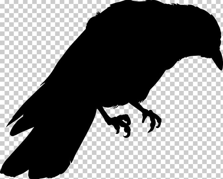 Common Raven Drawing Silhouette Art PNG, Clipart, Animals, Art, Beak, Bird, Bird Of Prey Free PNG Download