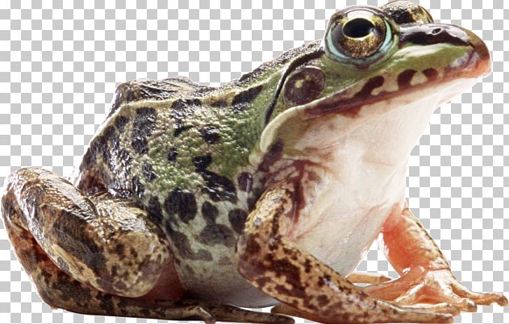 American Bullfrog Amphibian PNG, Clipart, Animal, Animals, Bullfrog, Chinese Edible Frog, Fejervarya Limnocharis Free PNG Download