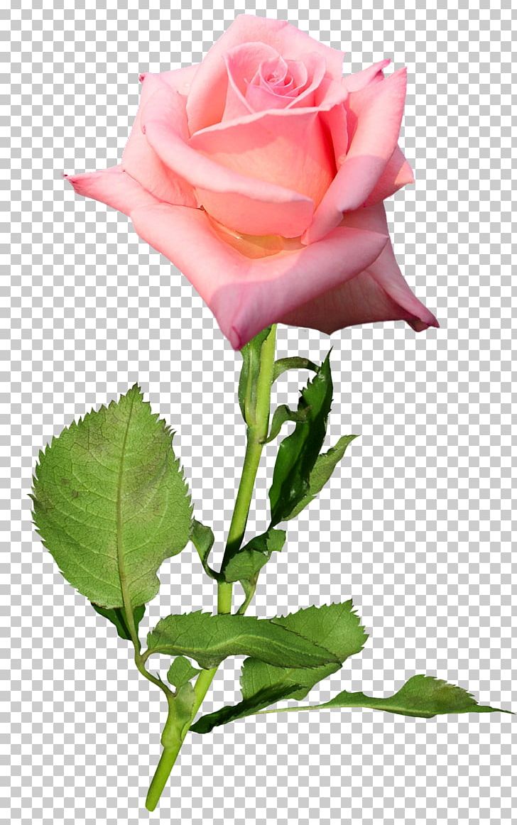 Garden Roses Flower Hybrid Tea Rose Bud PNG, Clipart, Cartoon, China Rose, Floribunda, Flower Garden, Flowers Free PNG Download