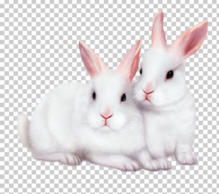 Rabbit Editing PNG, Clipart, 3d Computer Graphics, Animals, Bonne, Clip Art, Domestic Rabbit Free PNG Download
