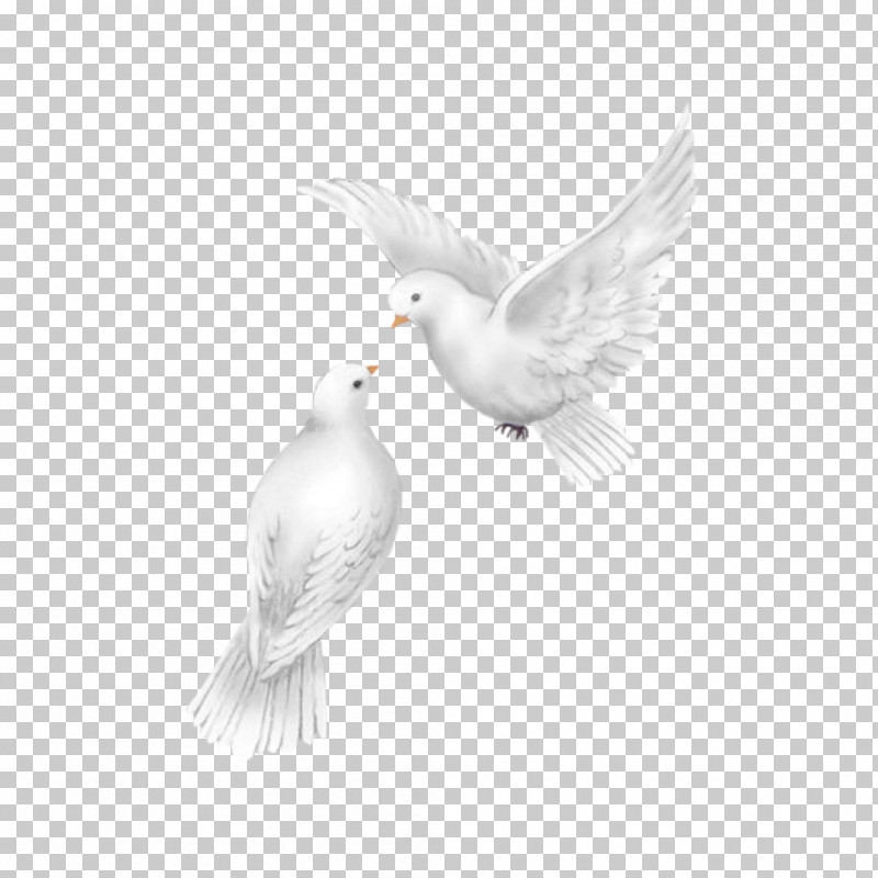 Feather PNG, Clipart, Beak, Bird, Drawing, Feather, Pigeons And Doves Free PNG Download