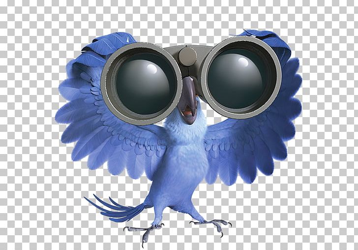 Blu Bia Túlio Linda PNG, Clipart, Beak, Bia, Bird, Bird Of Prey, Blu Free PNG Download