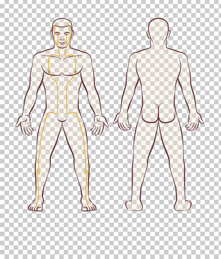 Human Body Woman Male PNG, Clipart, Abdomen, Angle, Area, Arm, Boy Free PNG Download
