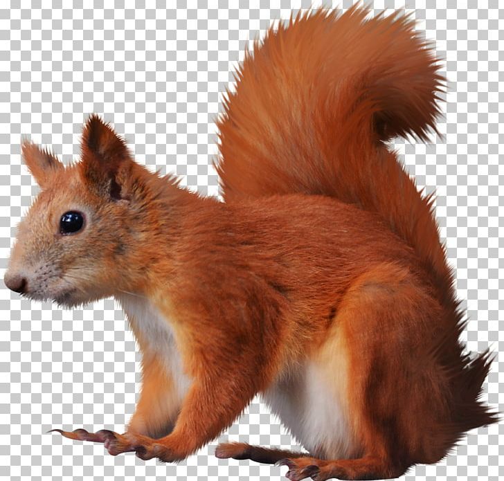 Tree Squirrels PNG, Clipart, Animals, Dhole, Digital Image, Dots Per Inch, Download Free PNG Download