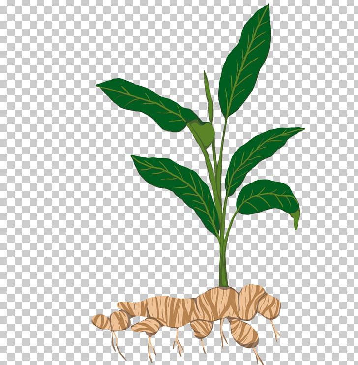 Tuber Tapioca Plant Stem Sowing PNG, Clipart, Bit, Branch, Commodity, Crop, Garden Free PNG Download