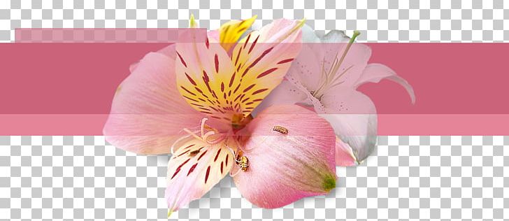 Cut Flowers Floral Design PNG, Clipart, Adobe Systems, Alstroemeriaceae, Blossom, Cut Flowers, Desktop Wallpaper Free PNG Download