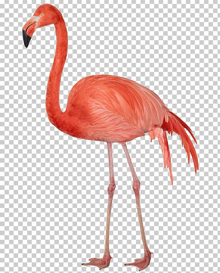 Flamingo PNG, Clipart, Animals, Beak, Bird, Computer Icons, Display Resolution Free PNG Download