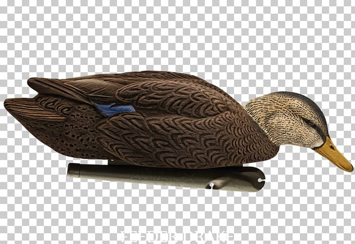 Mallard Duck Goose Bird Flight PNG, Clipart, American Black Duck, Beak, Bird, Bird Flight, Blue Duck Free PNG Download
