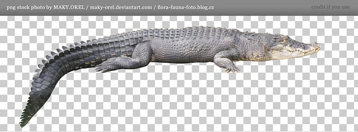 Crocodile Alligator PNG, Clipart, Alligator, Alligator Clip, Animal Figure, Animals, Clip Art Free PNG Download