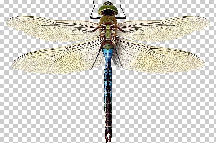 Insect Green Darner Damselfly Hairy Dragonfly Migrant Hawker PNG, Clipart, Aeshna, Aeshnidae, Anax, Animals, Arthropod Free PNG Download