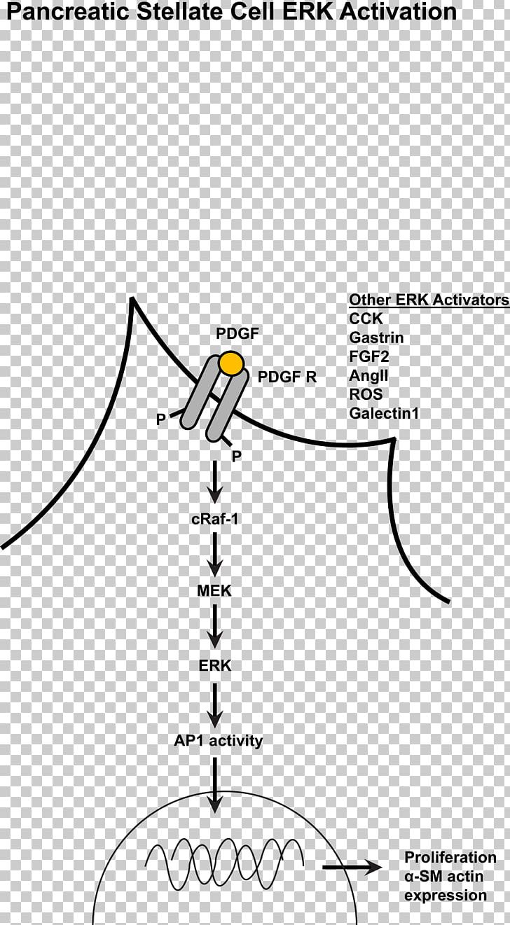 MAPK/ERK Pathway Mitogen-activated Protein Kinase Extracellular Signal–regulated Kinases Cell Signaling Signal Transduction PNG, Clipart, Acinus, Activation, Angle, Area, Biological Pathway Free PNG Download