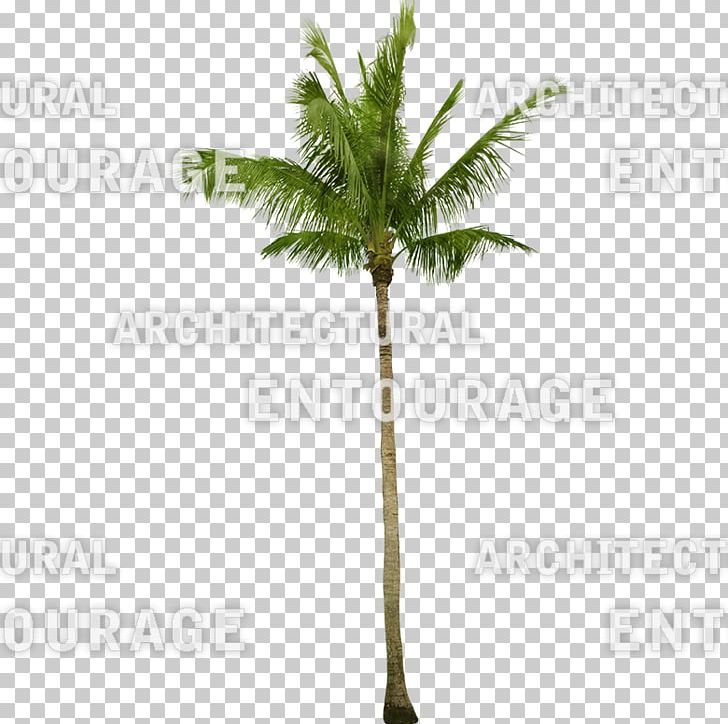 Asian Palmyra Palm Oil Palms Coconut Date Palm Flowerpot PNG, Clipart, Arecaceae, Arecales, Asian Palmyra Palm, Borassus, Borassus Flabellifer Free PNG Download