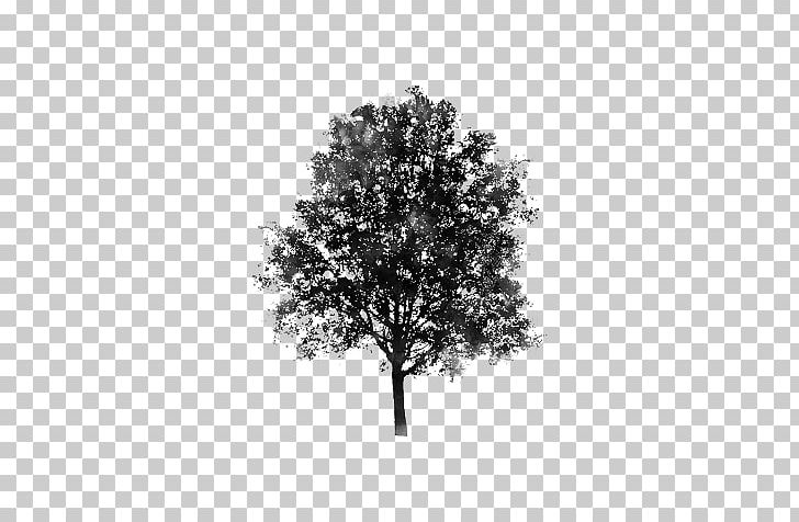 Branch Judas-tree Woody Plant Evergreen PNG, Clipart, Black And White, Branch, Drawing, Evergreen, In The Woods Free PNG Download