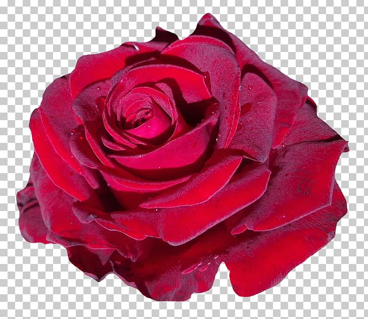 Garden Roses Beach Rose PNG, Clipart, Beach Rose, Blue Rose, Blume, Cut Flowers, Desktop Wallpaper Free PNG Download